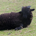 Mouton d’Ouessant