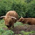 Vaches Highland