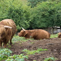 Vaches highland