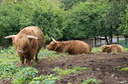 Vaches highland