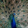 Portrait paon bleu