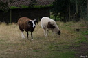 Moutons de sologne