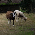 Moutons de sologne